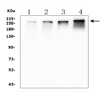 Anti-NUP214 Antibody