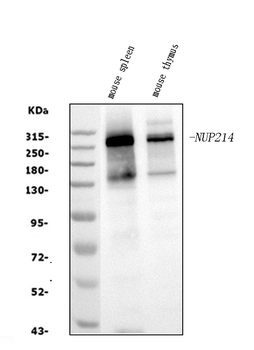 Anti-NUP214 Antibody
