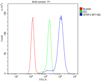 SFRP2 Antibody