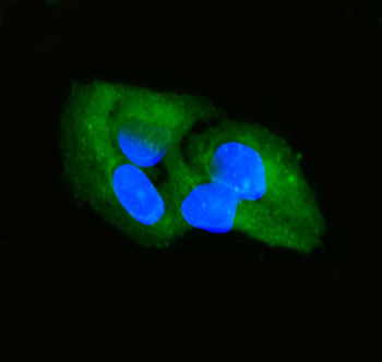 SFRP2 Antibody