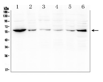 SOCS5 Antibody