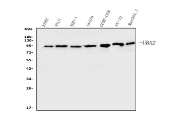 SAE2/UBA2 Antibody (monoclonal, 5B13)