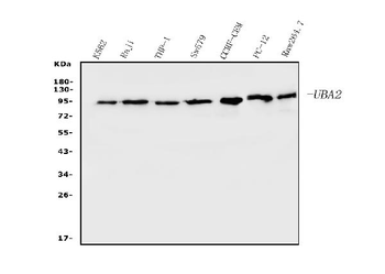 Anti-SAE2/UBA2 Antibody (monoclonal, 5B13)