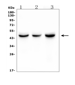 IDH1 Antibody (monoclonal, 16H7)