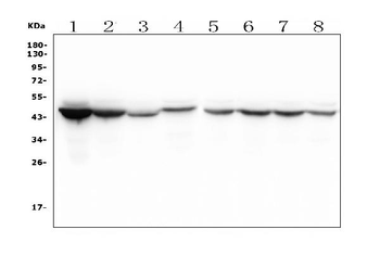 Anti-IDH1 Antibody (monoclonal, 16H7)