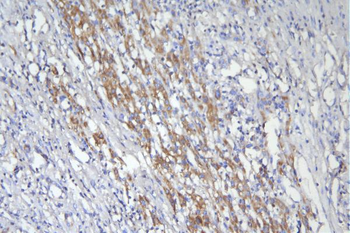 Anti-CD46 Antibody (monoclonal, 9E9)
