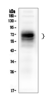Anti-CD46 Antibody (monoclonal, 9E9)