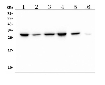 PRDX6 Antibody (monoclonal, 6I8)
