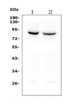 Anti-Mitofusin 1 MFN1 Antibody (monoclonal, 3H3)