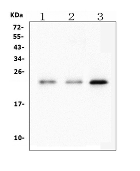 HMG4 Antibody (monoclonal, 8H9)