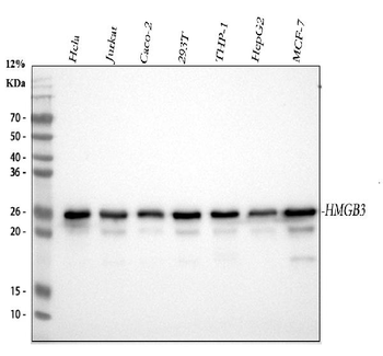Anti-HMG4 Antibody (monoclonal, 8H9)