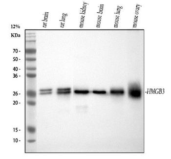 Anti-HMG4 Antibody (monoclonal, 8H9)