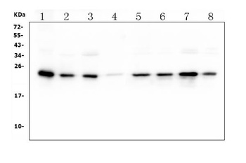 HMG4 Antibody (monoclonal, 7G13)