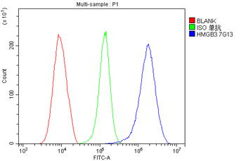HMG4 Antibody (monoclonal, 7G13)