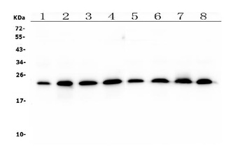 RAB11B Antibody (monoclonal, 6C5)