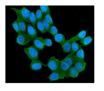 Anti-RAB11B Antibody (monoclonal, 6C5)