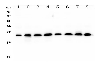 Anti-RAB11B Antibody (monoclonal, 6C5)