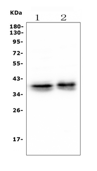Anti-Musashi 1/Msi1 Antibody (monoclonal, 2B9)