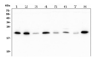 ATP5H in Antibody (monoclonal, 6B12)