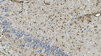 Anti-GFAP Antibody (monoclonal, 3F2)