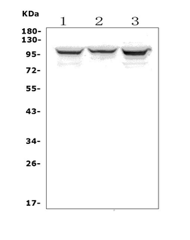 Anti-ADAM15 Antibody