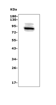 Anti-Adam28 Antibody
