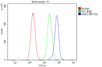 Anti-ACCN1/ASIC2 Antibody