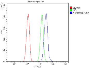 ATP11C Rabbit Polyclonal Antibody