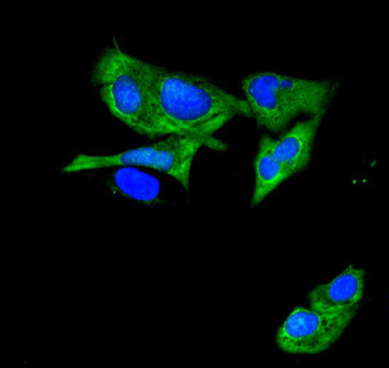 Anti-ATP11C Antibody