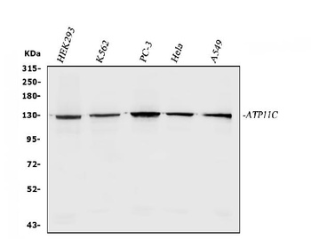 ATP11C Antibody