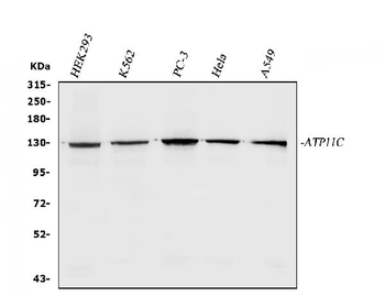 Anti-ATP11C Antibody