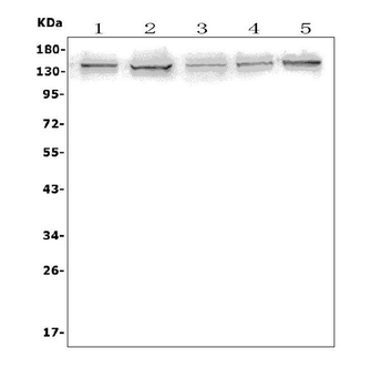 Anti-AXL Antibody
