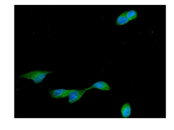 Cyclin B2/CCNB2 Antibody