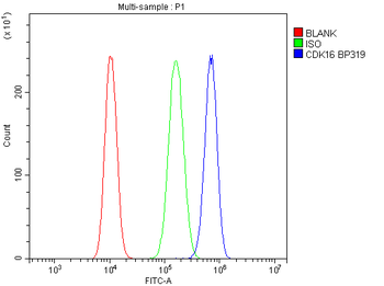 Anti-PCTAIRE1/CDK16 Antibody