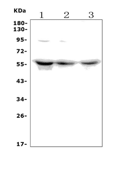 Anti-PCTAIRE1/CDK16 Antibody