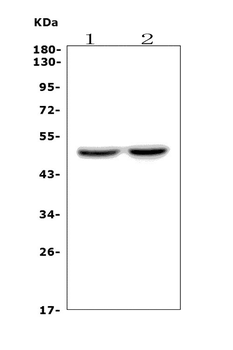 DRD4 Antibody
