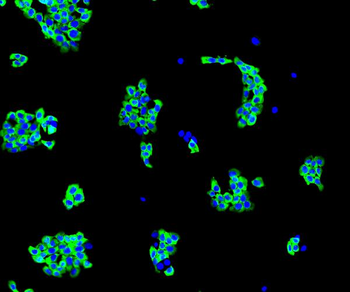 Anti-EIF4A1 Antibody
