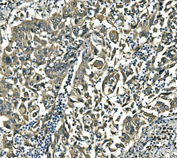 Anti-EIF4A1 Antibody