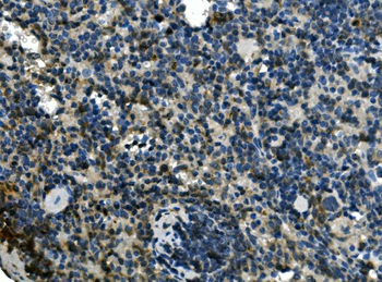 EIF4A1 Antibody