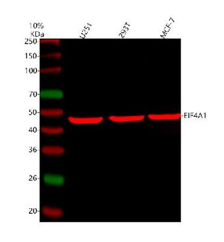 Anti-EIF4A1 Antibody
