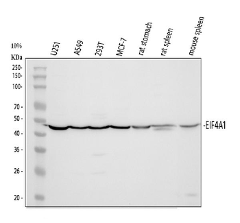 Anti-EIF4A1 Antibody