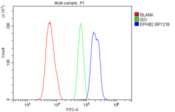 Anti-Eph receptor B2/EPHB2 Antibody