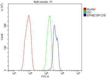 Anti-Eph receptor B2/EPHB2 Antibody
