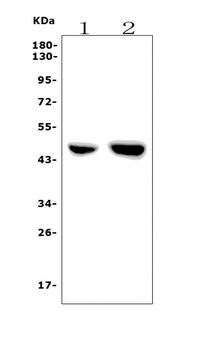 Anti-PAR1/Thrombin Receptor/F2R Antibody