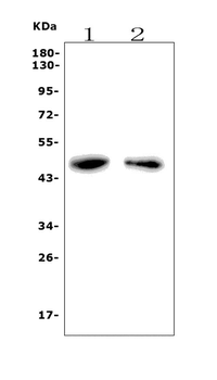 Anti-PAR1/Thrombin Receptor/F2r Antibody