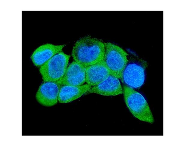 Anti-IRAK2 Antibody