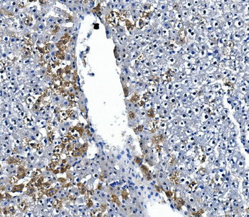 Anti-IRAK2 Antibody