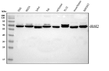 Anti-IRAK2 Antibody