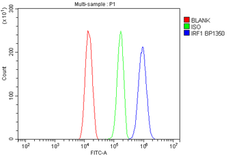 IRF1 Antibody