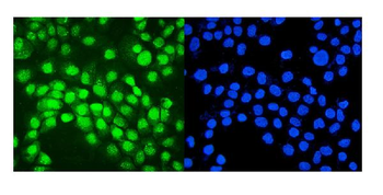 IRF1 Antibody
